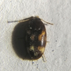 Litargus