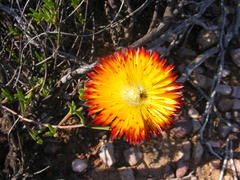 Drosanthemum bicolor
