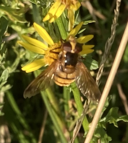 Lesser Hornet Hoverfly