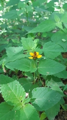 Heliopsis sinaloensis
