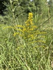 Solidago tortifolia