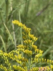 Solidago tortifolia