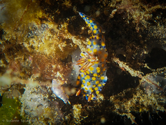 Hypselodoris roo