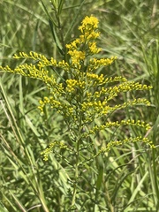 Solidago tortifolia