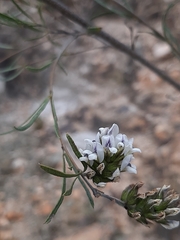 Psoralea picta