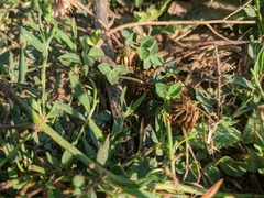 Trifolium hybridum