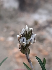 Psoralea picta