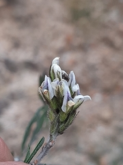 Psoralea picta