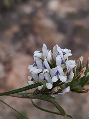 Psoralea picta