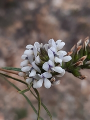 Psoralea picta