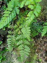 Cryptogramma stelleri