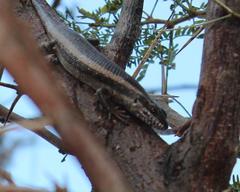 Trachylepis spilogaster