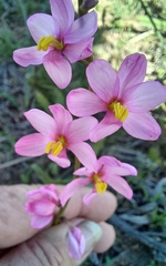 Ixia scillaris