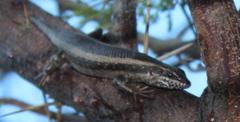 Trachylepis spilogaster
