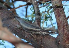 Trachylepis spilogaster
