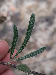 Psoralea picta