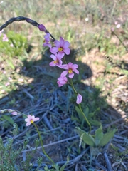 Ixia scillaris