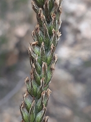 Psoralea picta