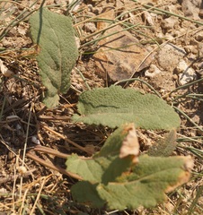 Salvia nutans