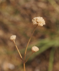 Gypsophila pallasii