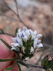 Psoralea picta