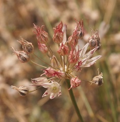 Allium moschatum