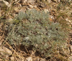 Artemisia alpina
