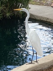 Ardea alba