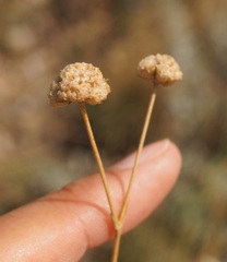 Gypsophila pallasii