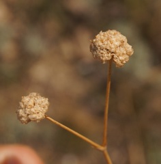 Gypsophila pallasii
