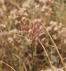 Allium moschatum