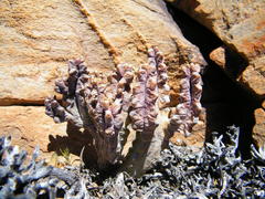 Quaqua pillansii