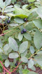 Vaccinium alaskaense