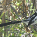 photo of Pin-tailed Whydah (Vidua macroura)