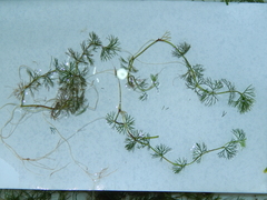 Ranunculus circinatus