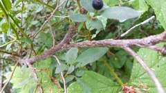 Vaccinium alaskaense