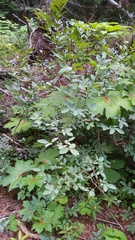 Vaccinium alaskaense