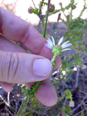 Polyarrhena reflexa reflexa