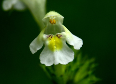 Galeopsis segetum