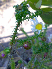 Polyarrhena reflexa reflexa