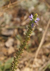 Veronica spicata