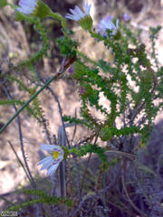 Polyarrhena reflexa reflexa