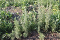 Artemisia sieversiana
