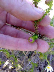 Polyarrhena reflexa reflexa