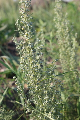 Artemisia sieversiana