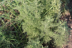 Artemisia sieversiana