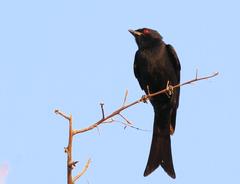 Dicrurus adsimilis apivorus