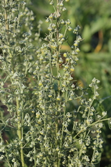 Artemisia sieversiana
