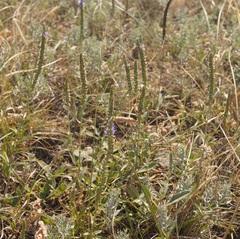 Veronica spicata