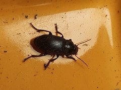 Harpalus griseus